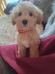 Maltipoo piesek mama maltańczyk tata pudel toy red