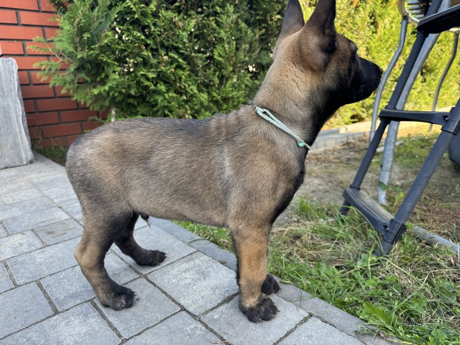 Szczeniak Owczarek Belgijski Malinois FCI