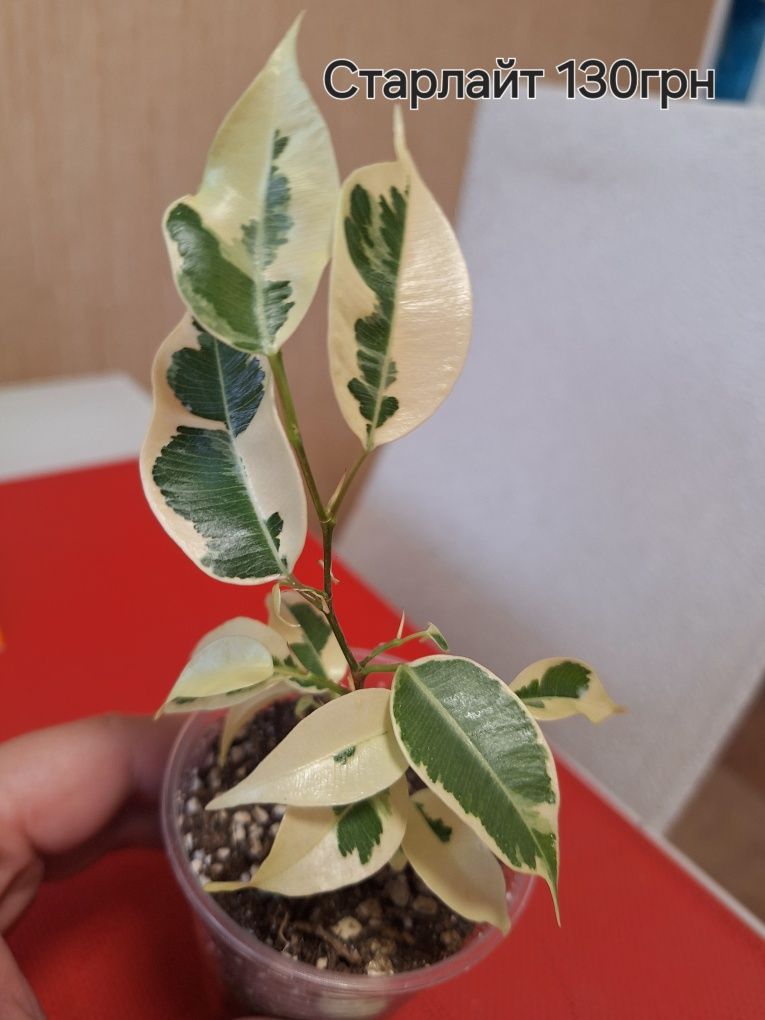 Продам Фікус Старлайт