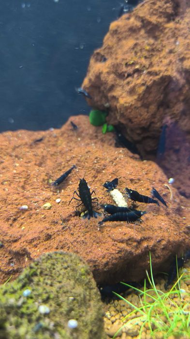 Krewetki Caridina Black Devil OE