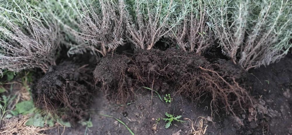 Лаванда английская