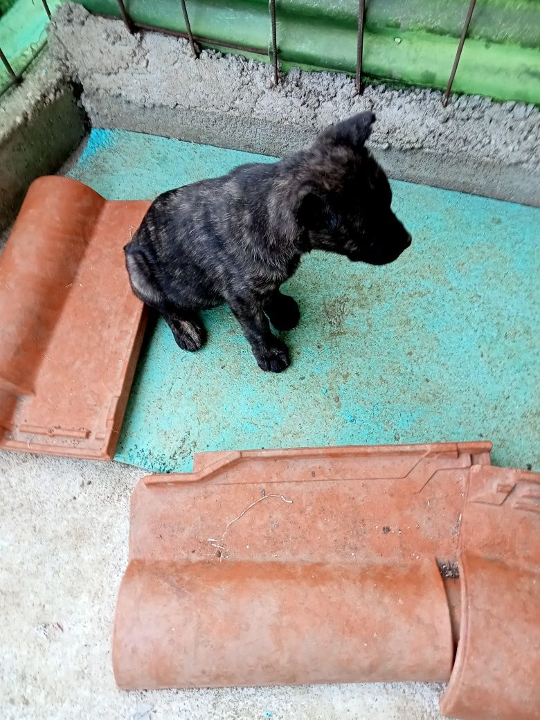 Cão de fila de s miguel