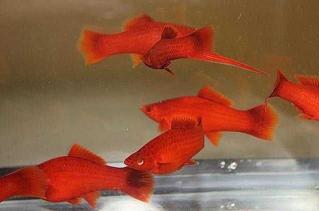 Рыбки: Черные Моллинезии и ярко-красные Меченосцы