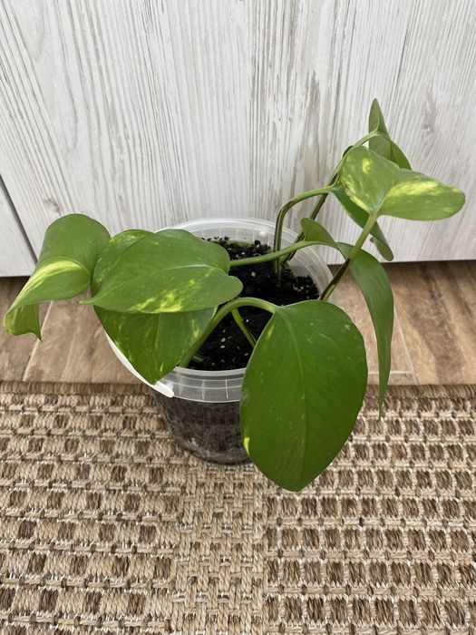 Епіпремнум, Сциндапсус