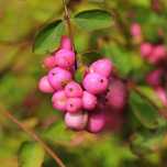 Śnieguliczka Różowa Doorenbosa 'Magic Berry' (Symphoricarpos)