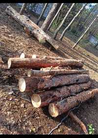 Drewno, drzewo  sosna