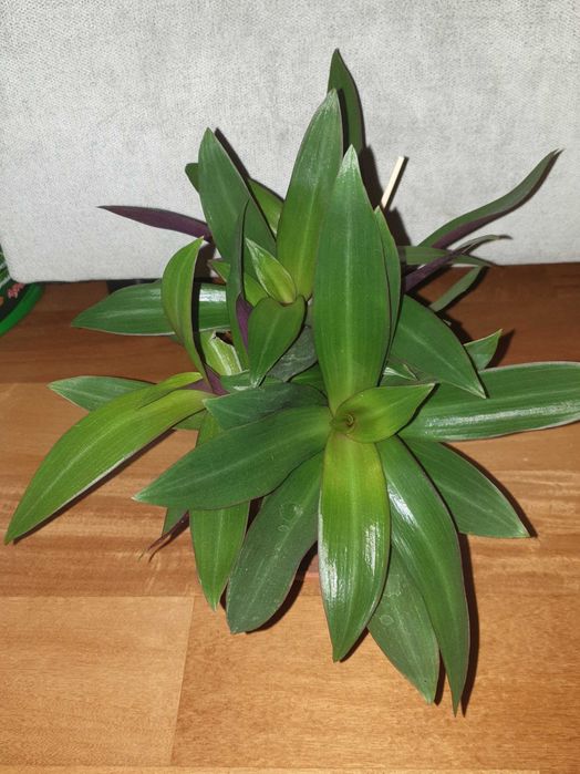 Zestaw 2 sztuk, trzykrotka, duża setkrezja, reo,  na balkon, do ogrodu