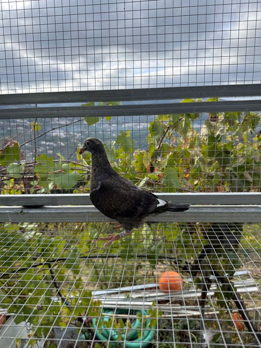 Pombos correios borrachos