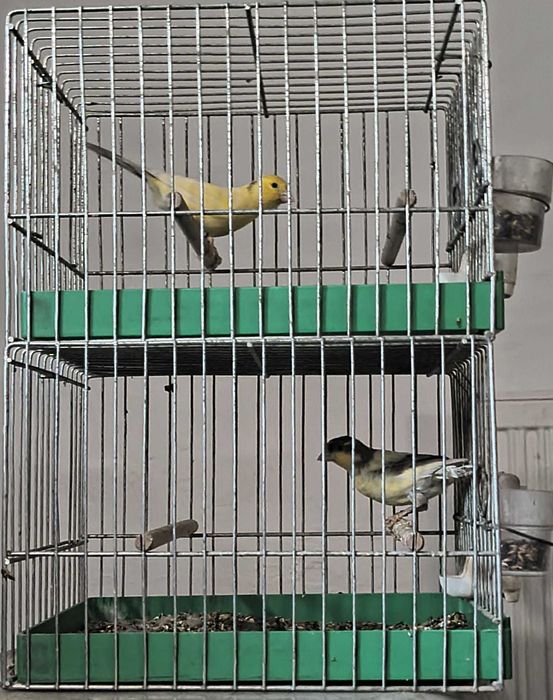 Sprzedam kanarki wodnotokowe i harceńskie