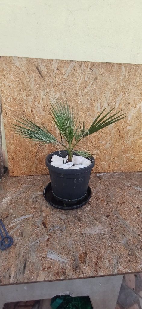 Palmeiras Washingtonia