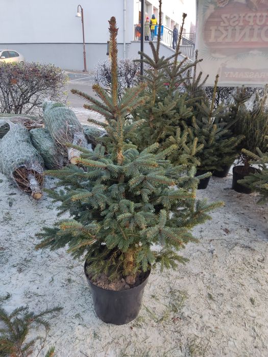 Świerk srebrny i zwyczajny