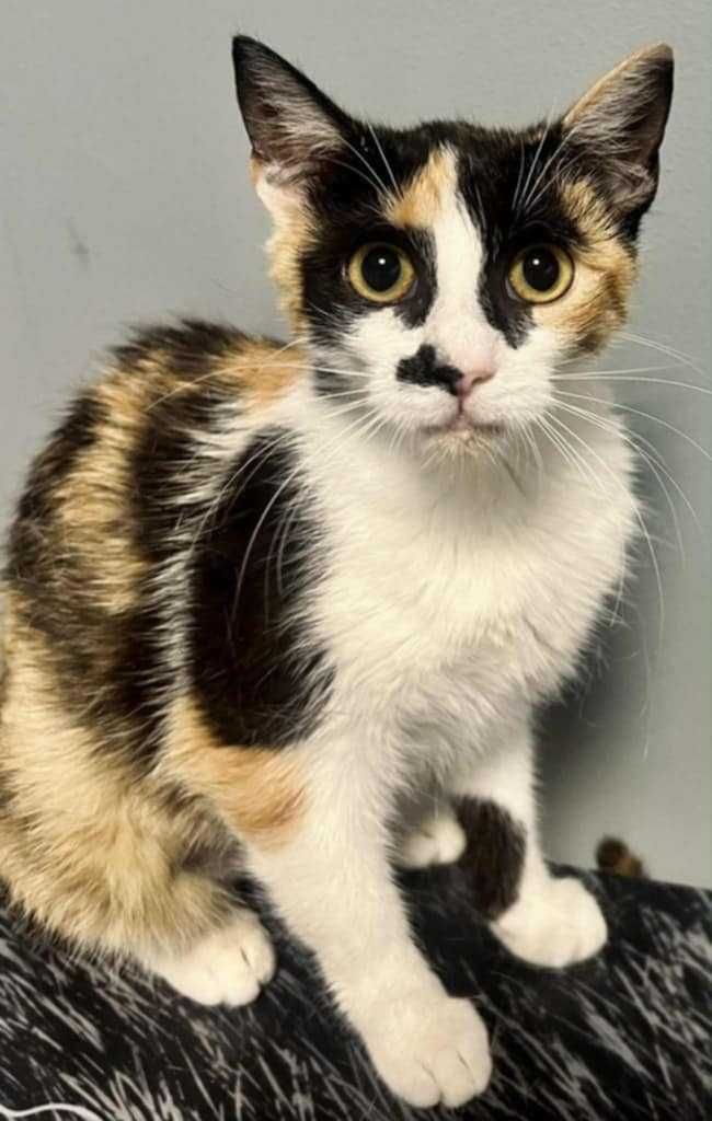 Brie i Gouda zakochane w sobie koteczki do adopcji