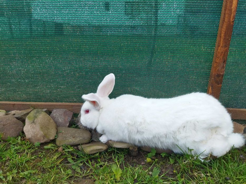 Кролики різного віку