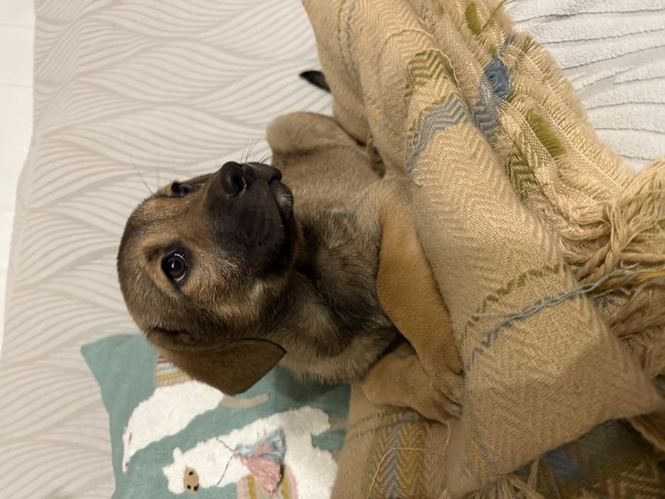 Цуценя дівчинка безкоштовно в сімʼю