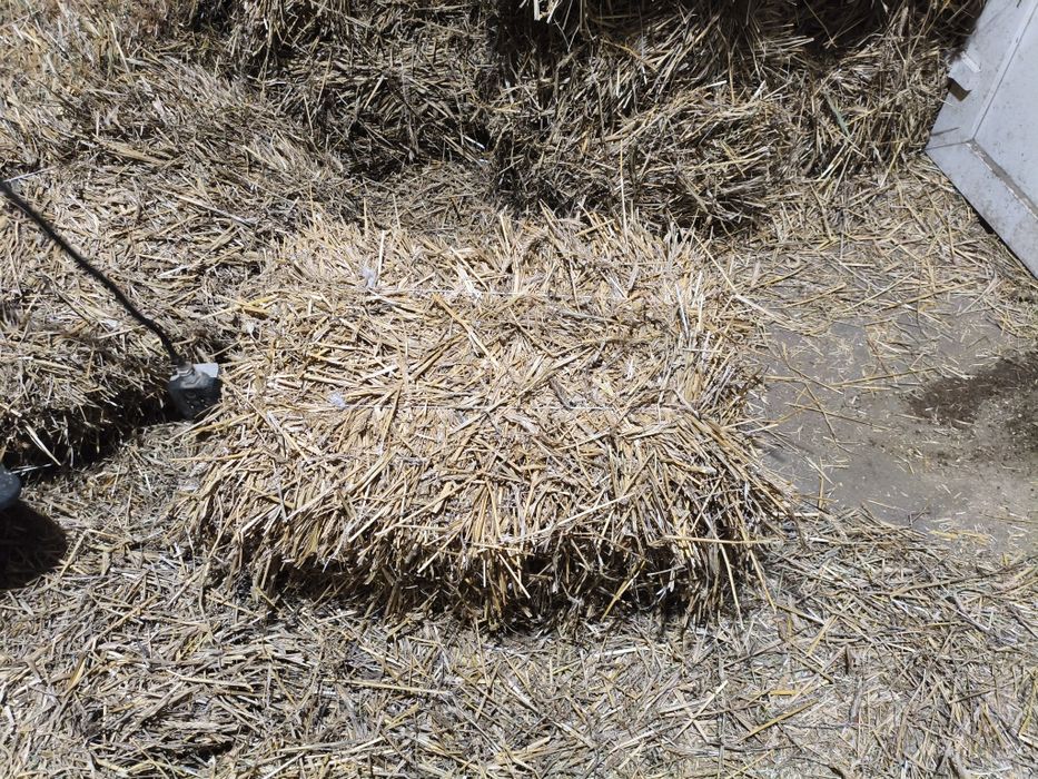 Słoma w małych kostkach