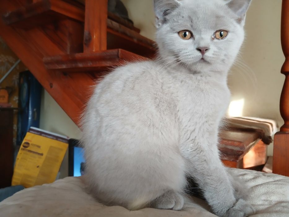 Liliowy kocurek brytyjski już do odbioru