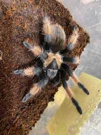 Красавица самка паука птицееда Брахипельма Эмилия 8L