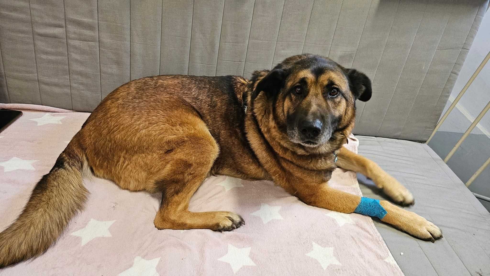 duży spokojny psiak do adopcji