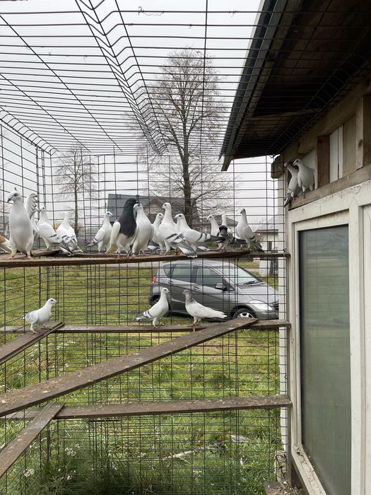 Gołębie żałobniki łomżyńskie