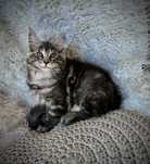 Maine Coon kocurek