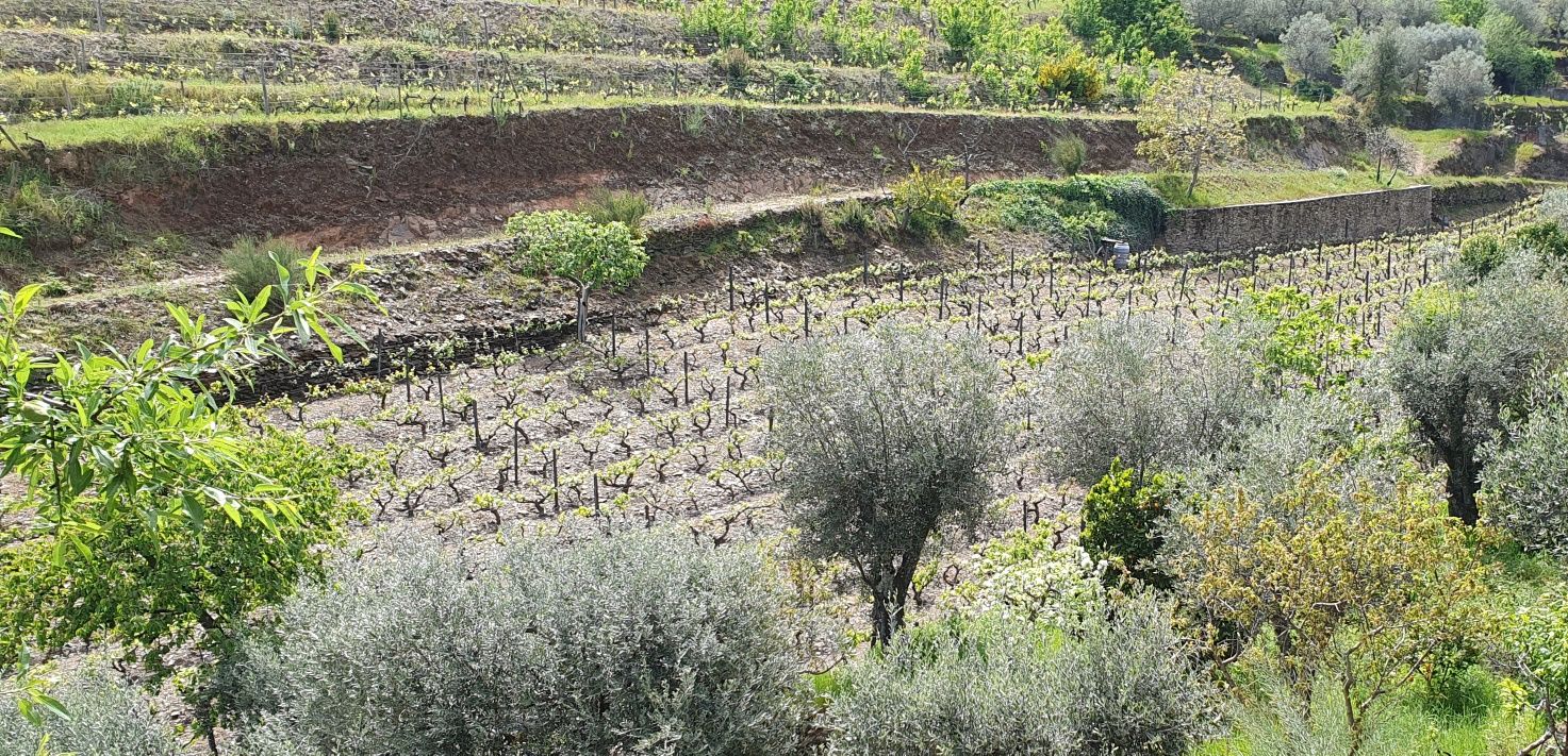 Vinha no Douro para venda