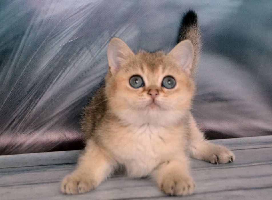 Британський шиншила