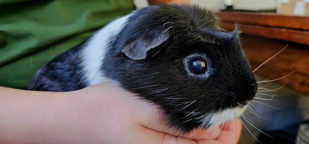 Oddam Świnkę Morską w dobre ręce