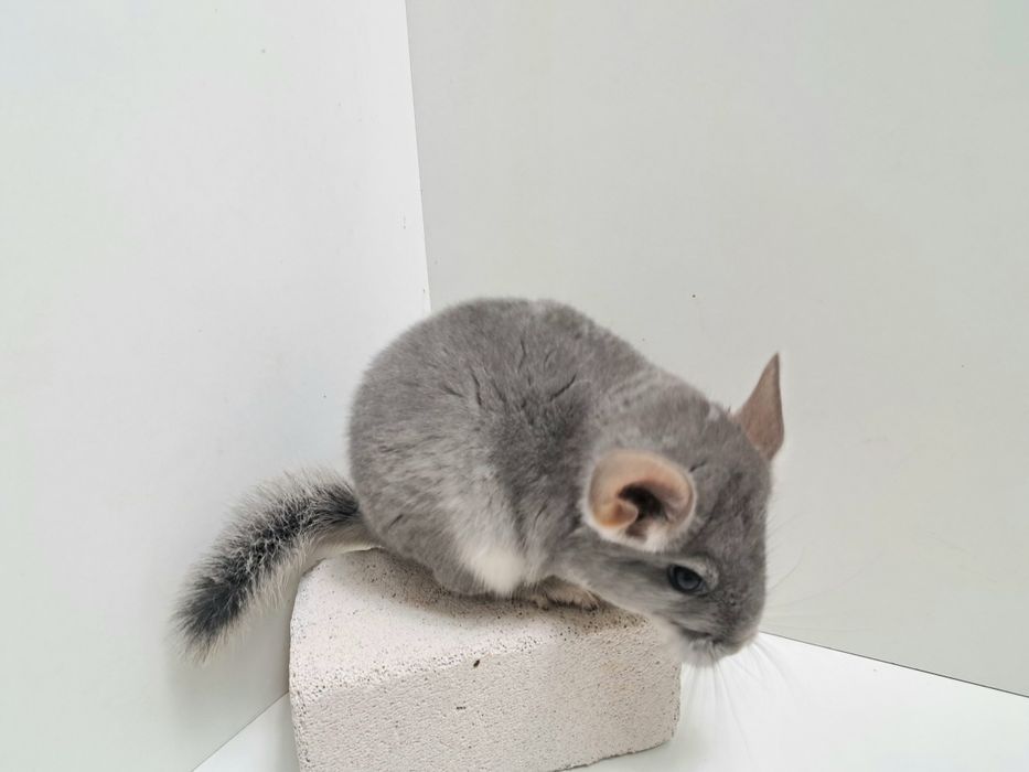 Szynszyle szynszyla szynszyl VIOLET fioletowy
