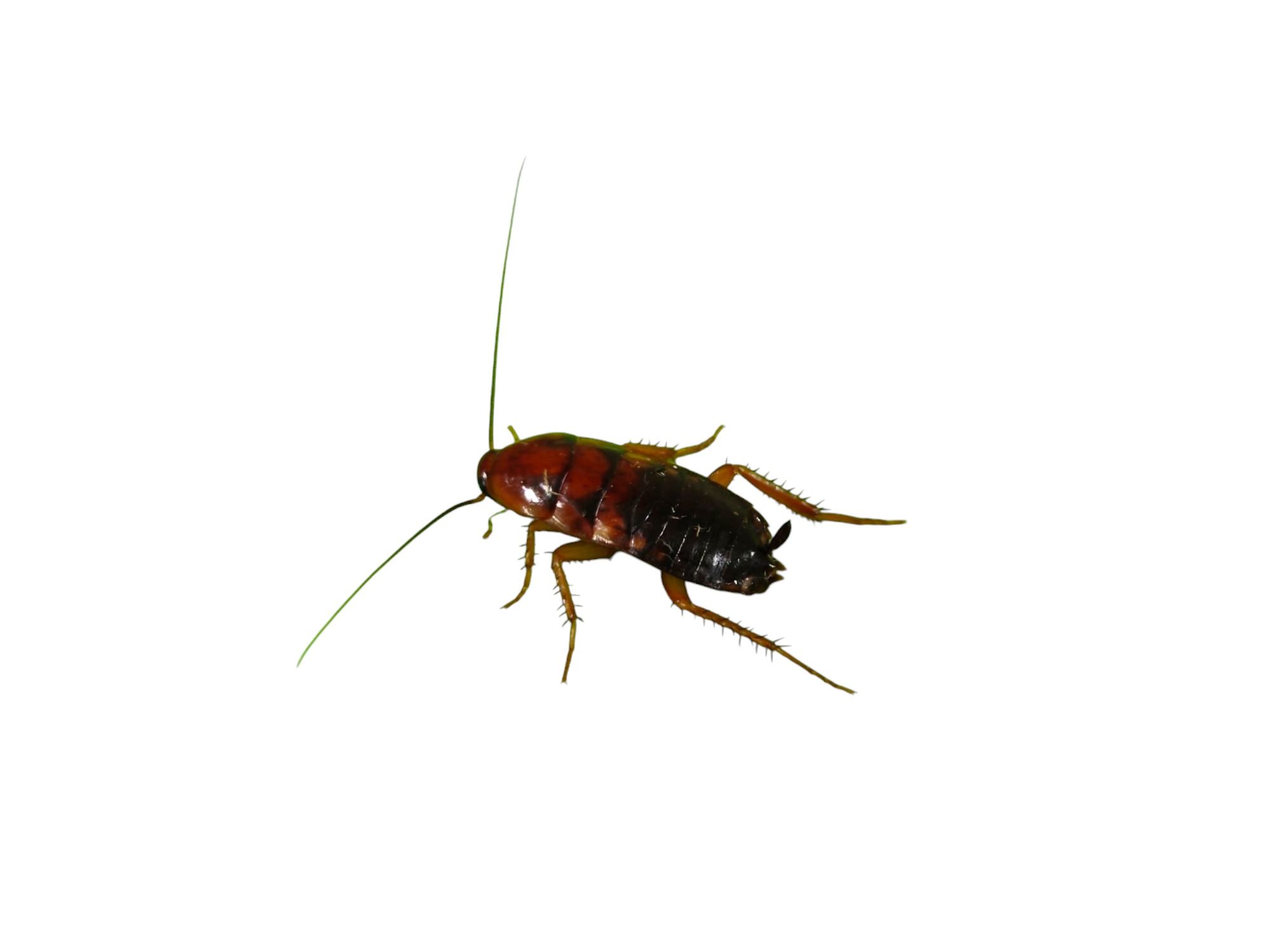 Pakiet karaczanów tureckich