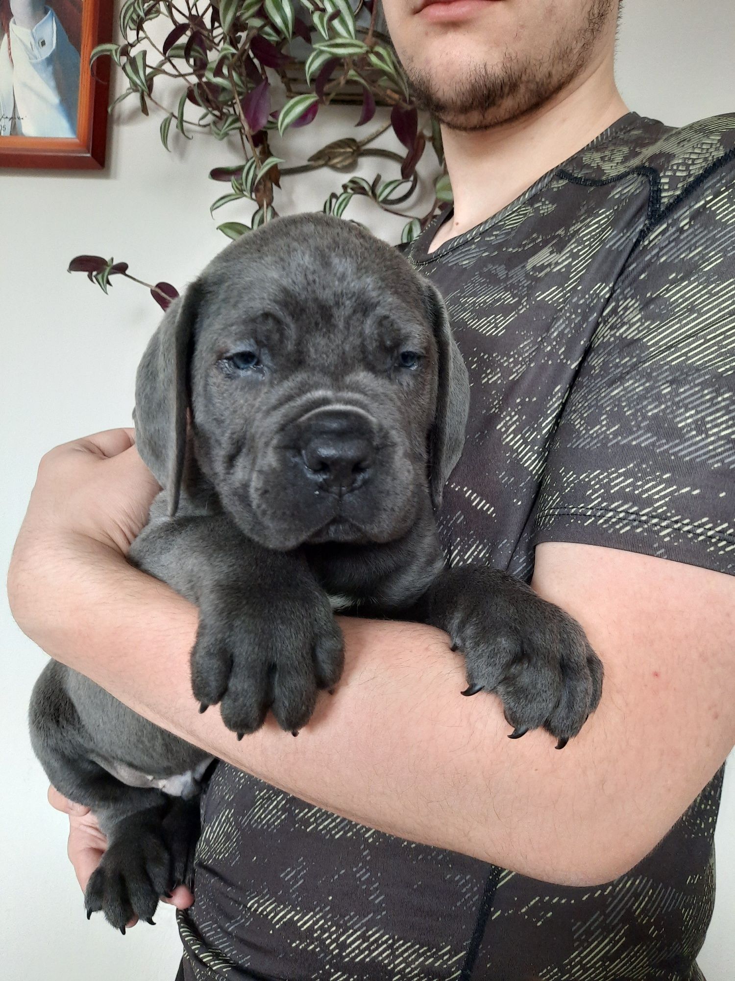 Cane corso Italiano piesek czarny