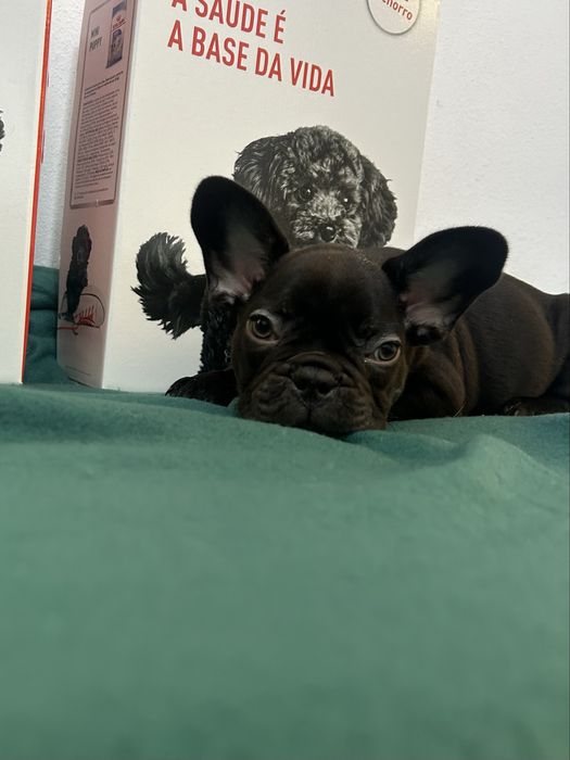 Bulldog frances Menina