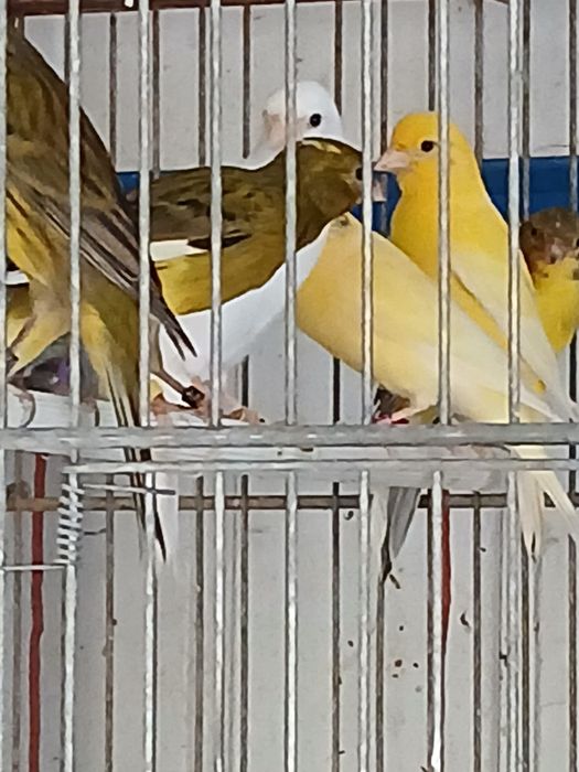 Canários osso japonês e alerquim