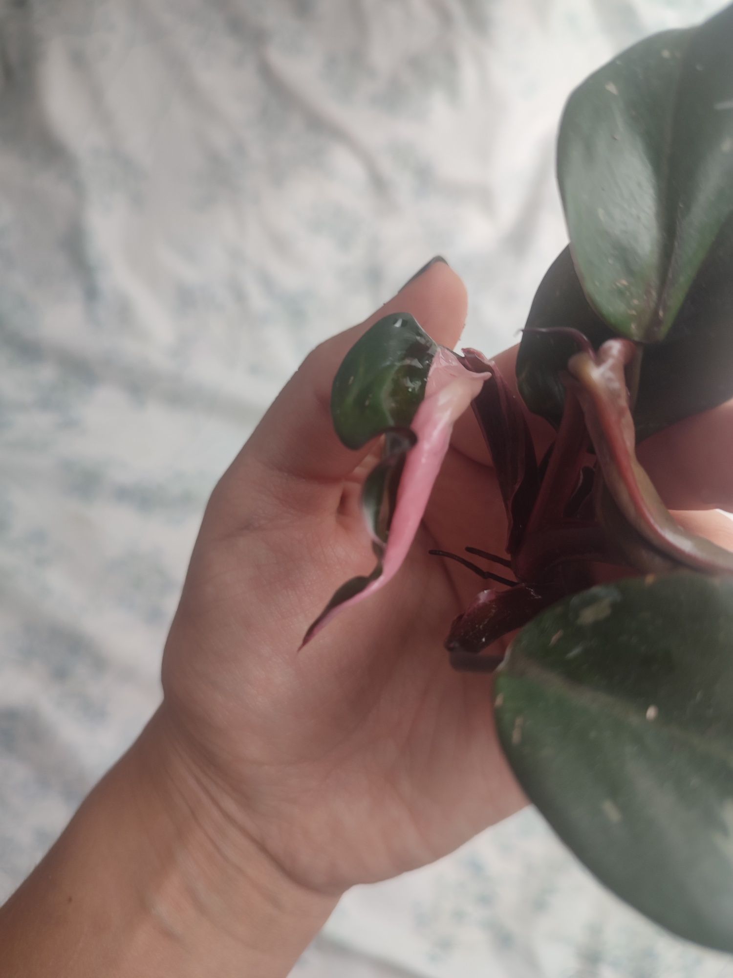 Philodendron pink princess half moon