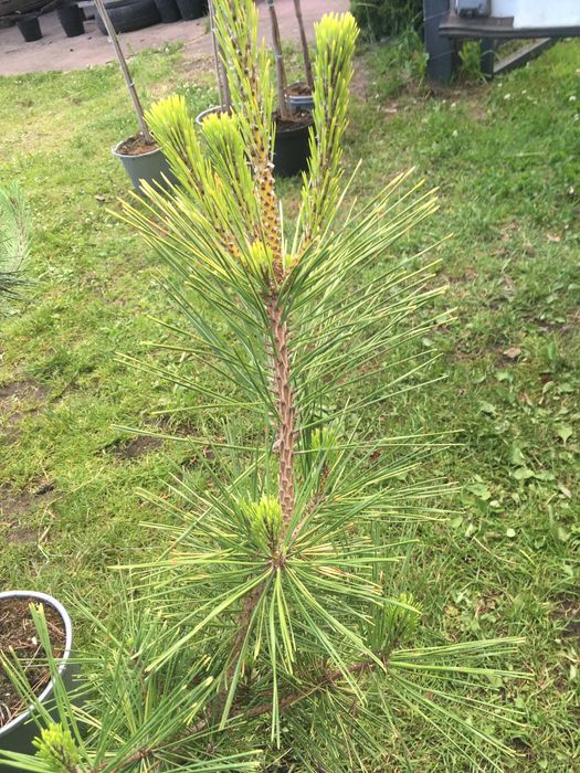 Bonsai  szczepione na pniu iglaste i liściaste  sosna katalpa klon ..
