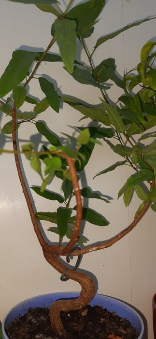 Фікус Кордата колекційний