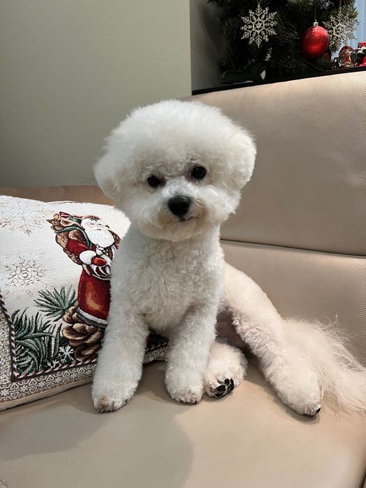 Бішон фрізе, вязка, Львів