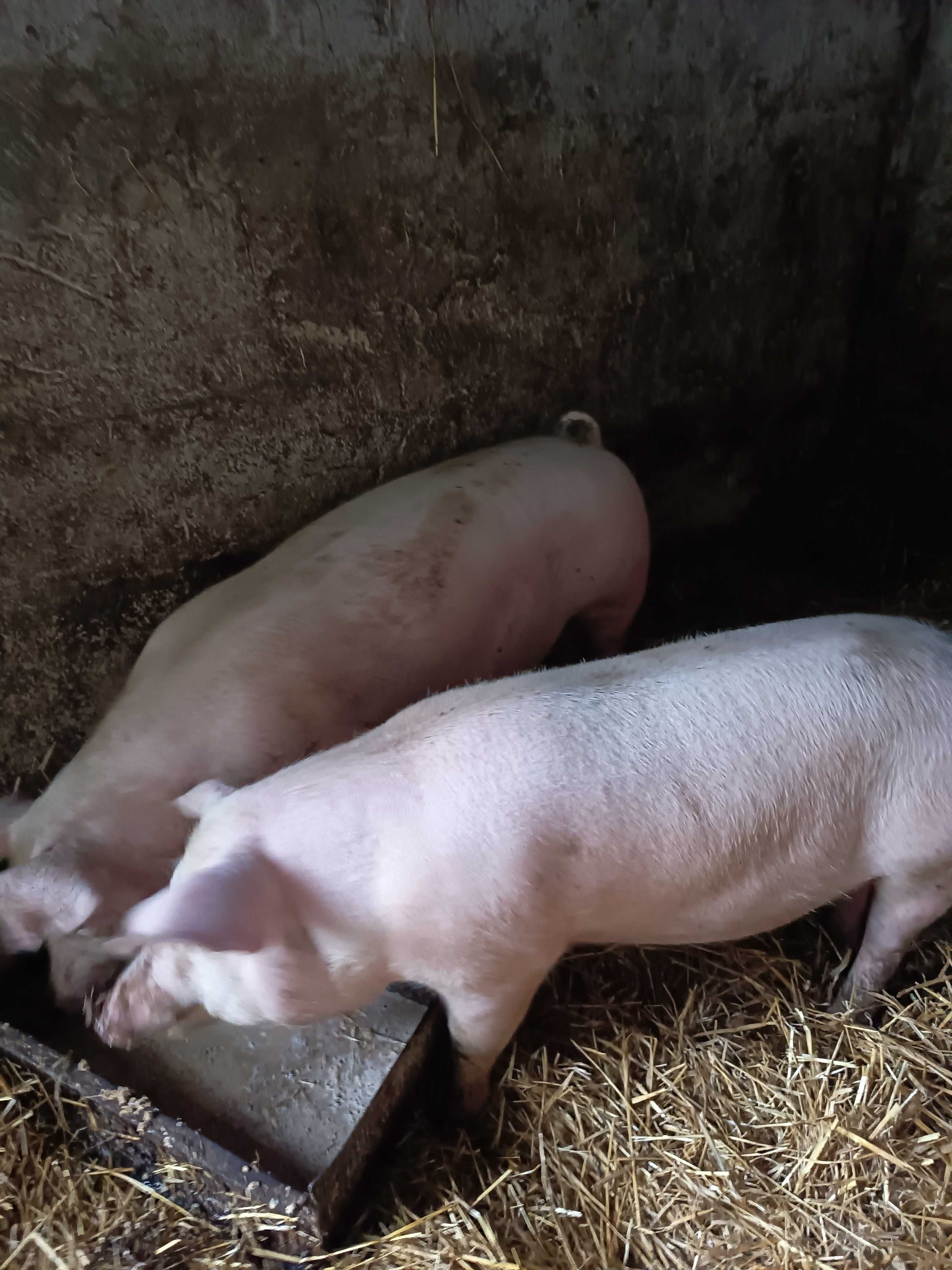 Tucznik świnki świnie prosiak