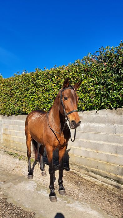 Égua PSL livro azul