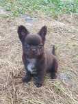 Chihuahua długowłosa czekoladowa dziewczynka