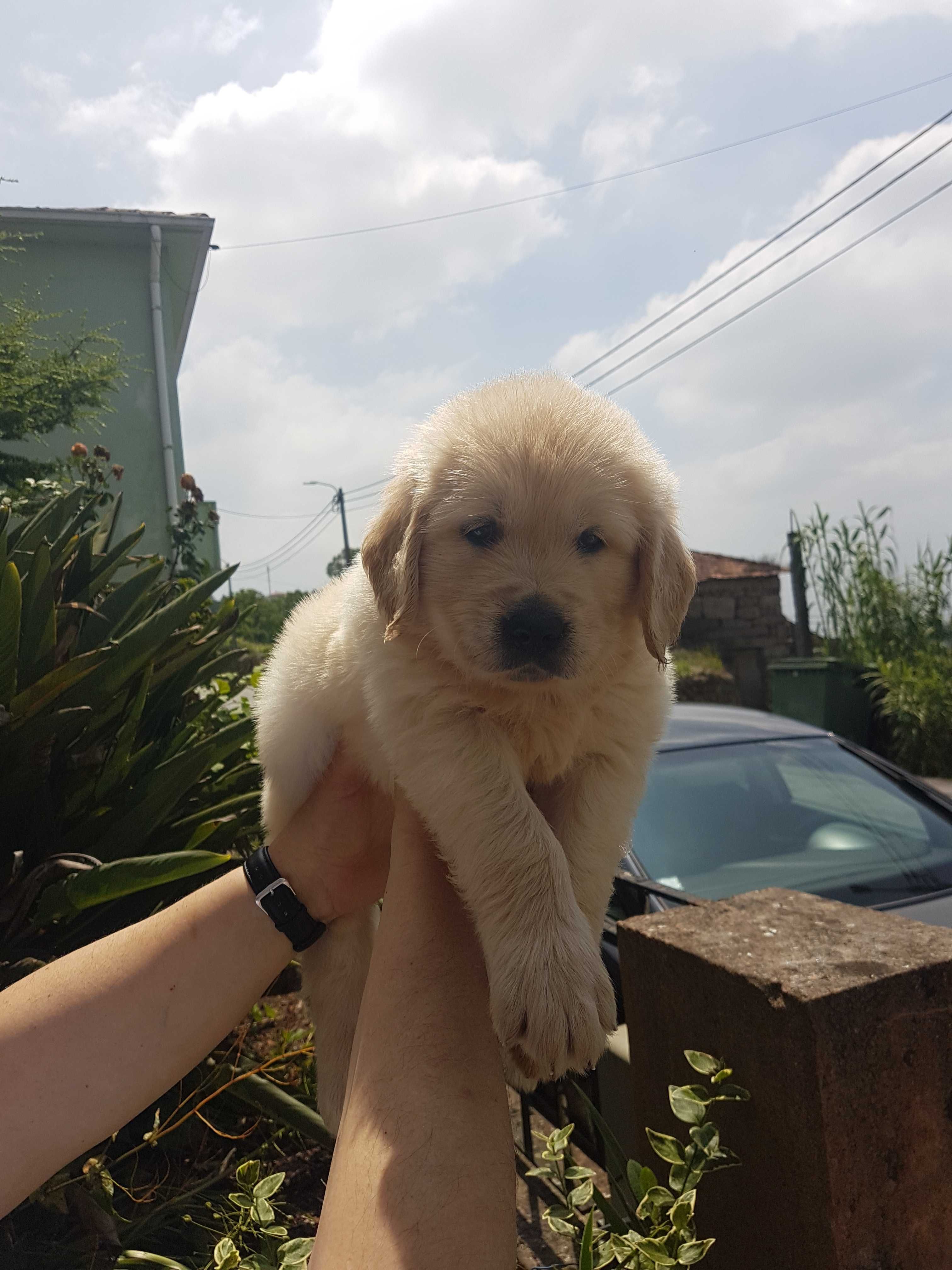 Golden Retriever com LOP Descendente de Campeões