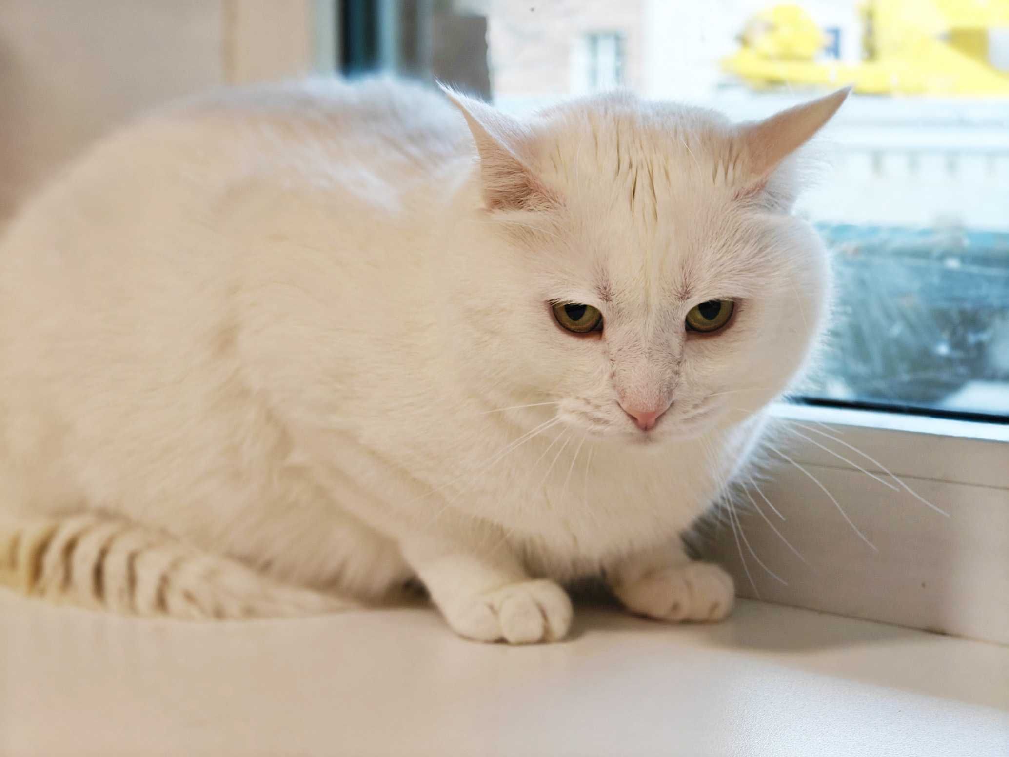Ніжна хмаринка щастя, котик Пончик, кіт 1 рік