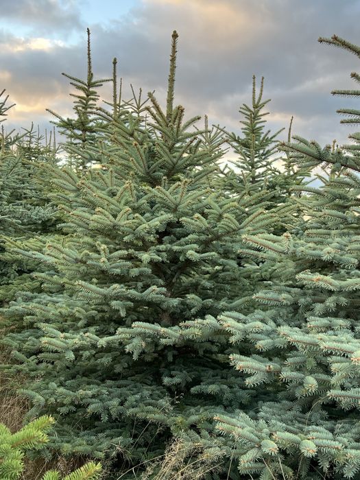 ŚWIERK SREBRNY – Piękne choinki na Święta Bożego Narodzenia!