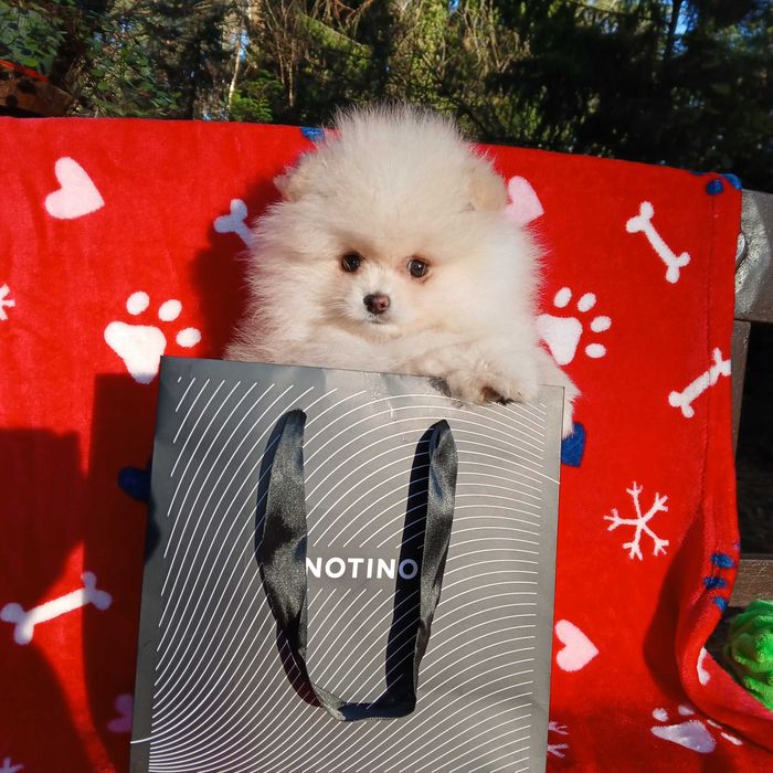 Piękna suczka, zadbana, info instagram