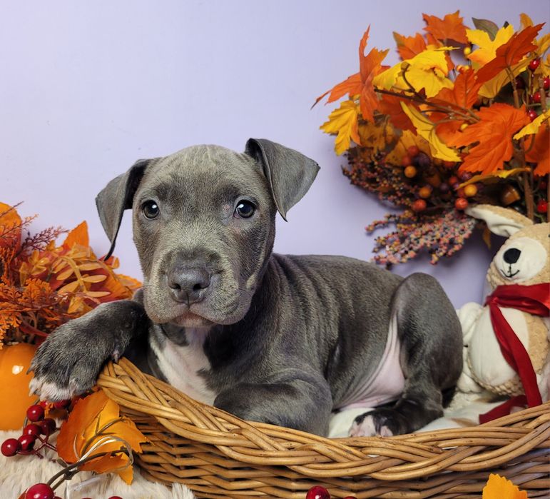 Śliczny piesek Amstaff blue!