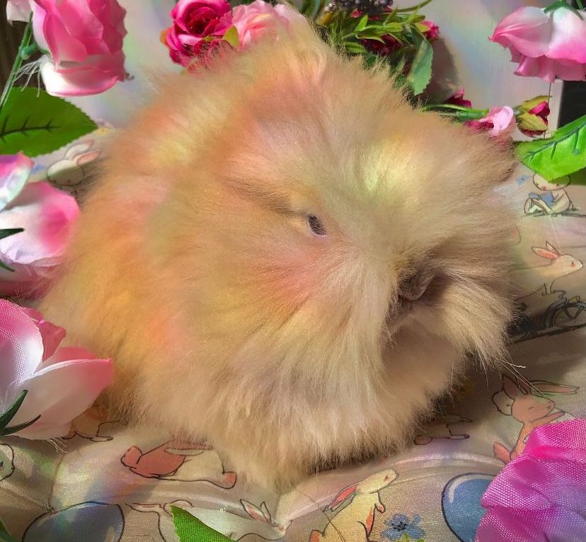 Królik miniaturka, króliczek karzełek, karzełek teddy 100%
