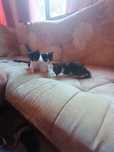 Estou a doar gatinhos na zona de olhao