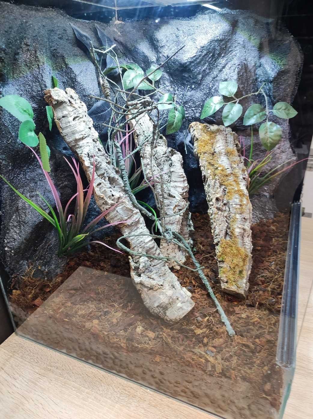 Terrarium dla gekona orzęsionego 50x50x60