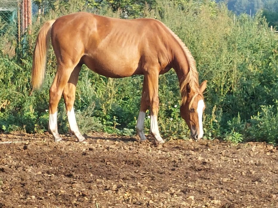 Roczny ogierek po Kiss of gold Tanio