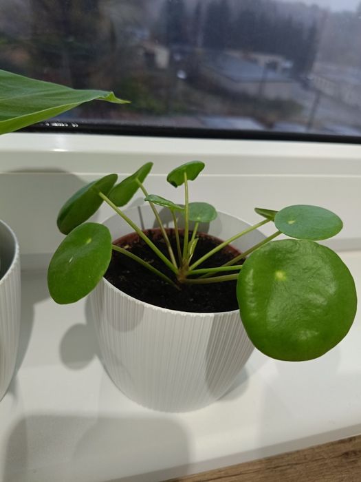 Kwiaty doniczkowe zestaw pieniążek i bananowiec