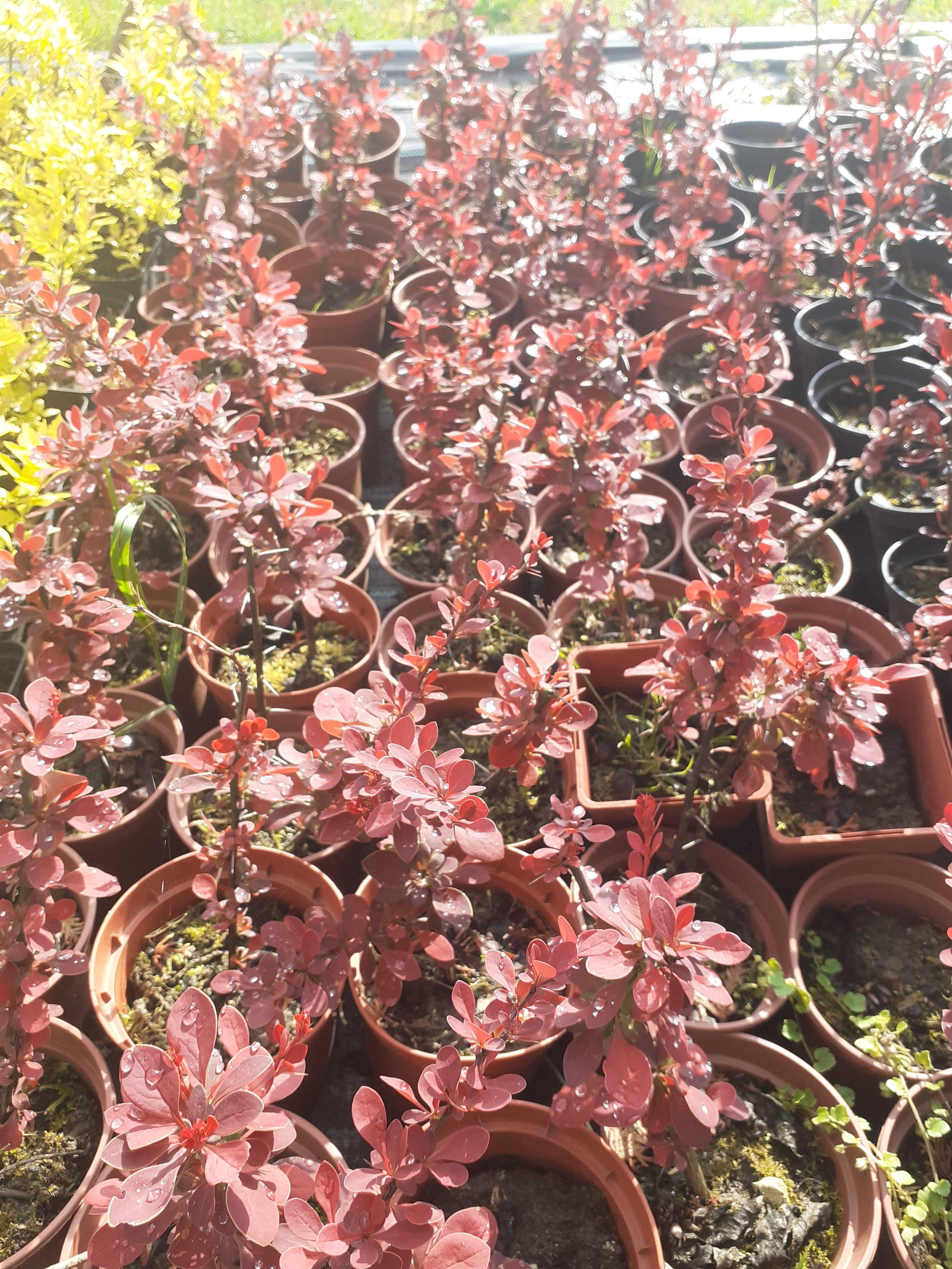 Berberys Thunberga mix, wysyłam